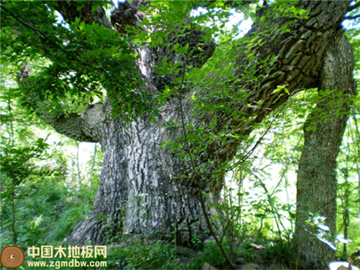 当橡木邂逅胡桃木 大卫地板绽放迷人色彩